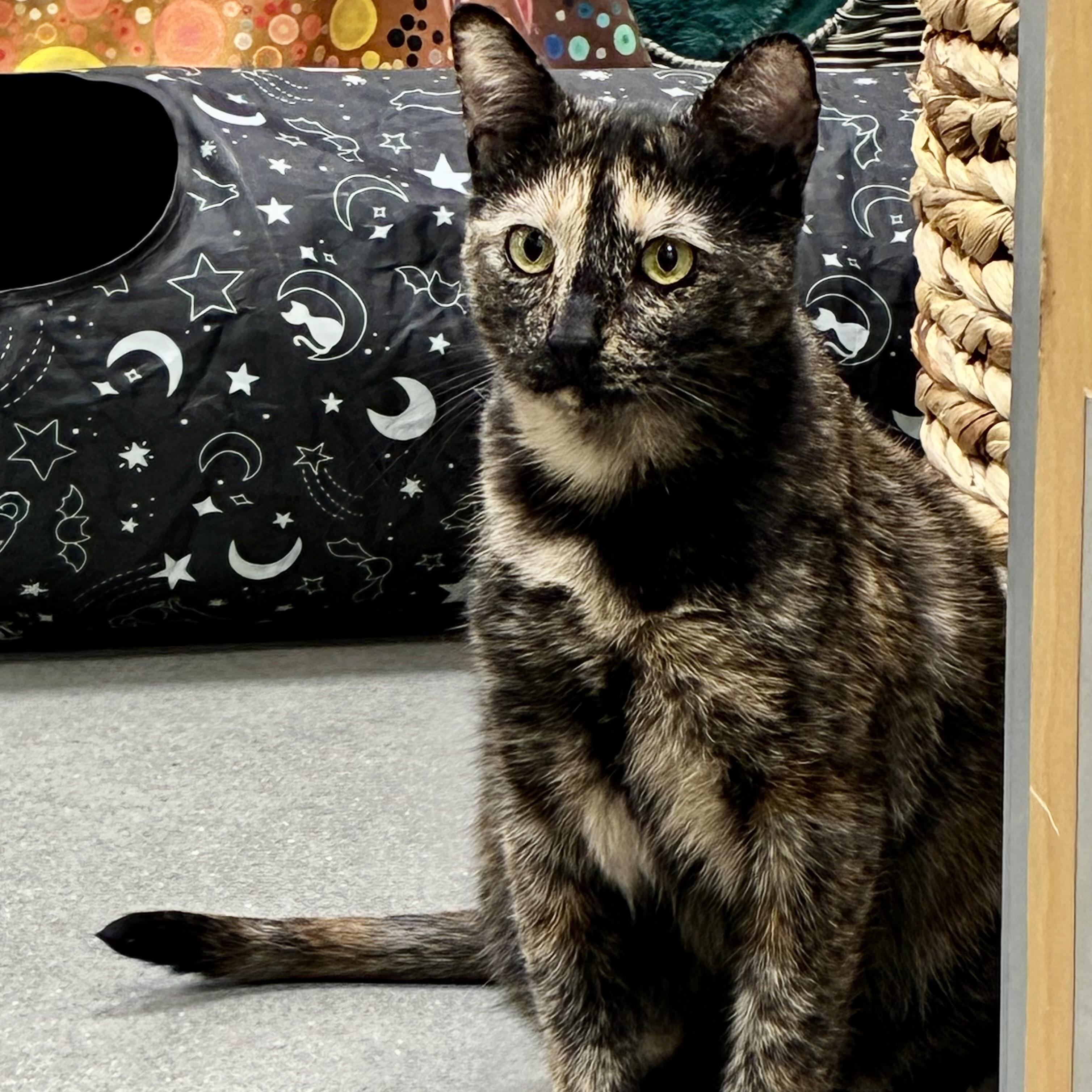 Enlarge Tortieanne, a Adoptable Domestic Short Hair in Beaufort, SC image 3/6