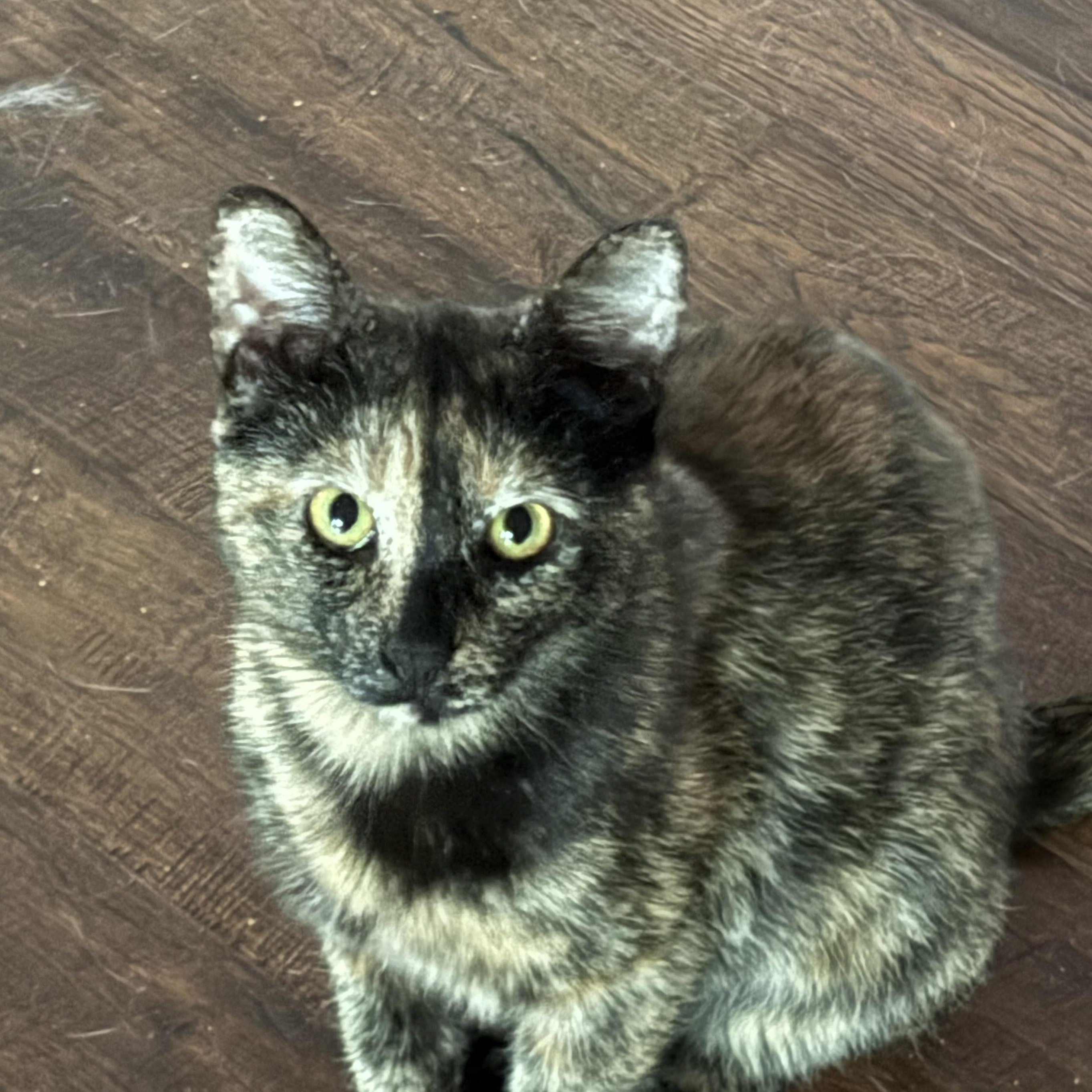 Tortieanne, a ADOPTABLE Domestic Short Hair in Beaufort, SC image 1/5