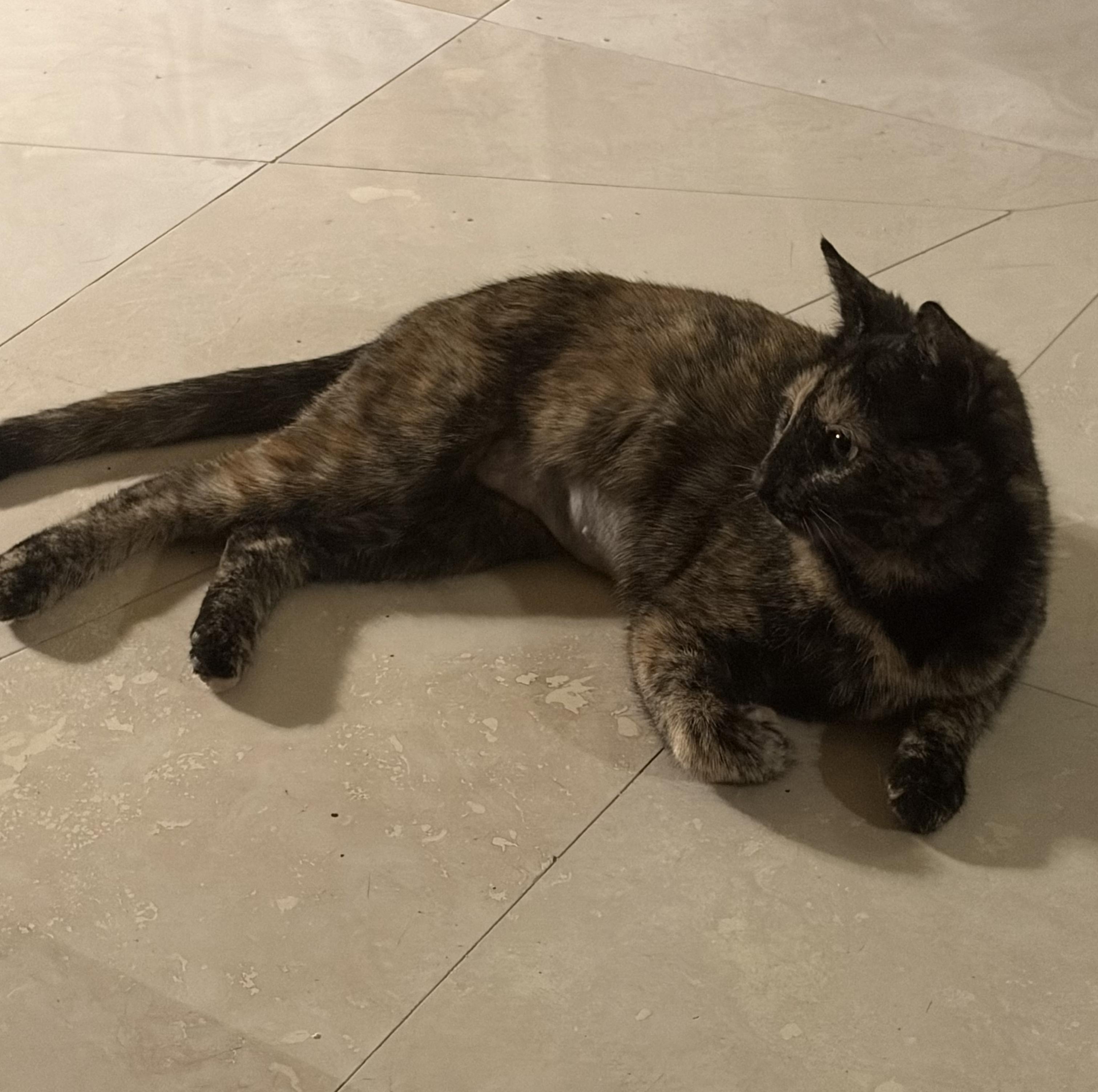 Tortieanne, a ADOPTABLE Domestic Short Hair in Beaufort, SC image 5/5