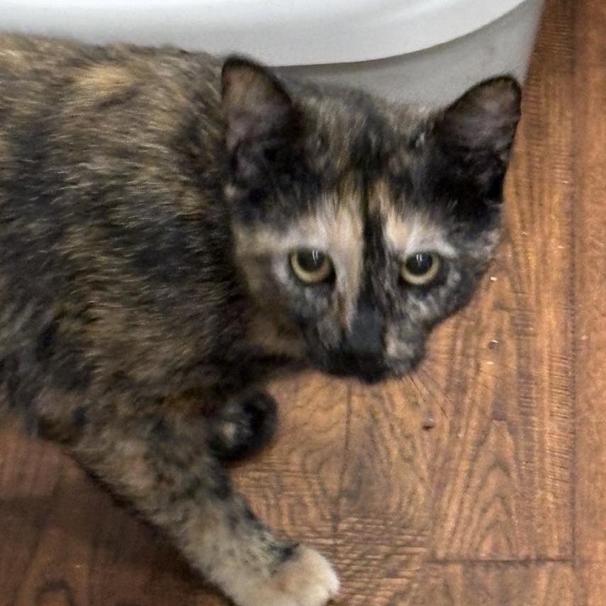 Tortieanne, a ADOPTABLE Domestic Short Hair in Beaufort, SC image 2/5