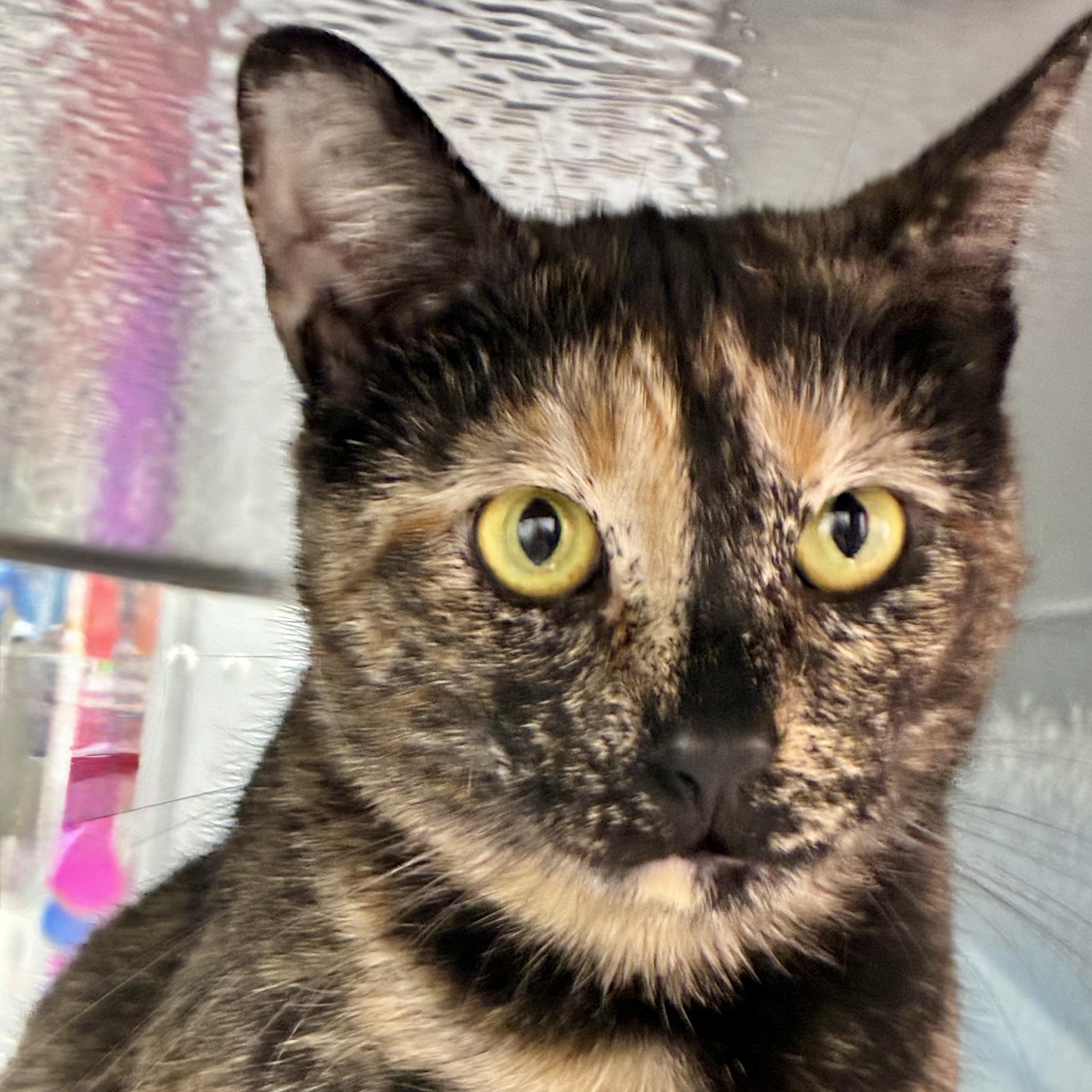 Enlarge Tortieanne, a ADOPTABLE Domestic Short Hair in Beaufort, SC image 2/6