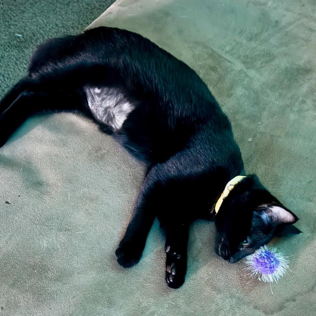 Enlarge Daisy 2, a Adoptable Domestic Short Hair in Hinesville, GA image 1/1