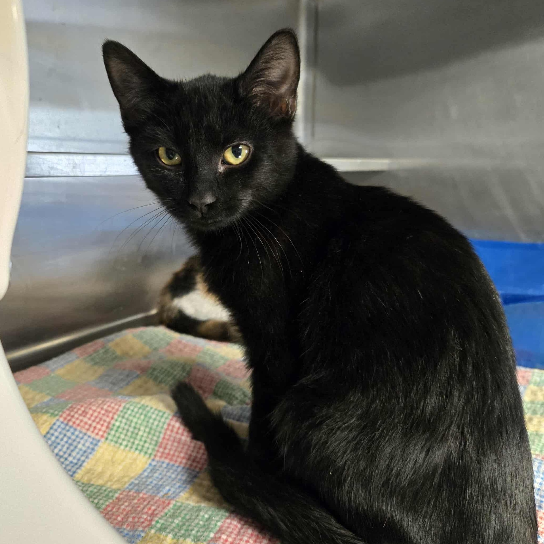 Rozwell, Adoptable, Kitten Male Domestic Short Hair.