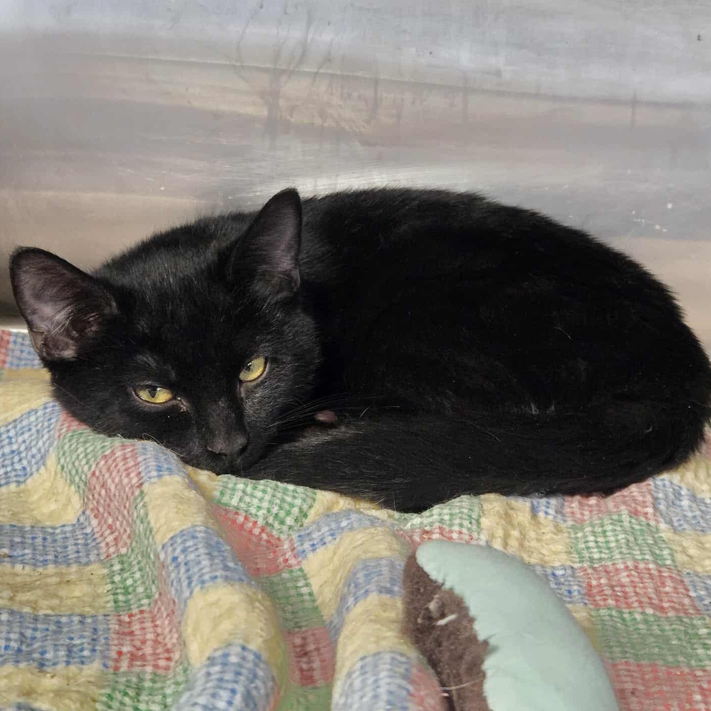 Rozwell, a Adoptable Domestic Short Hair image 2/3