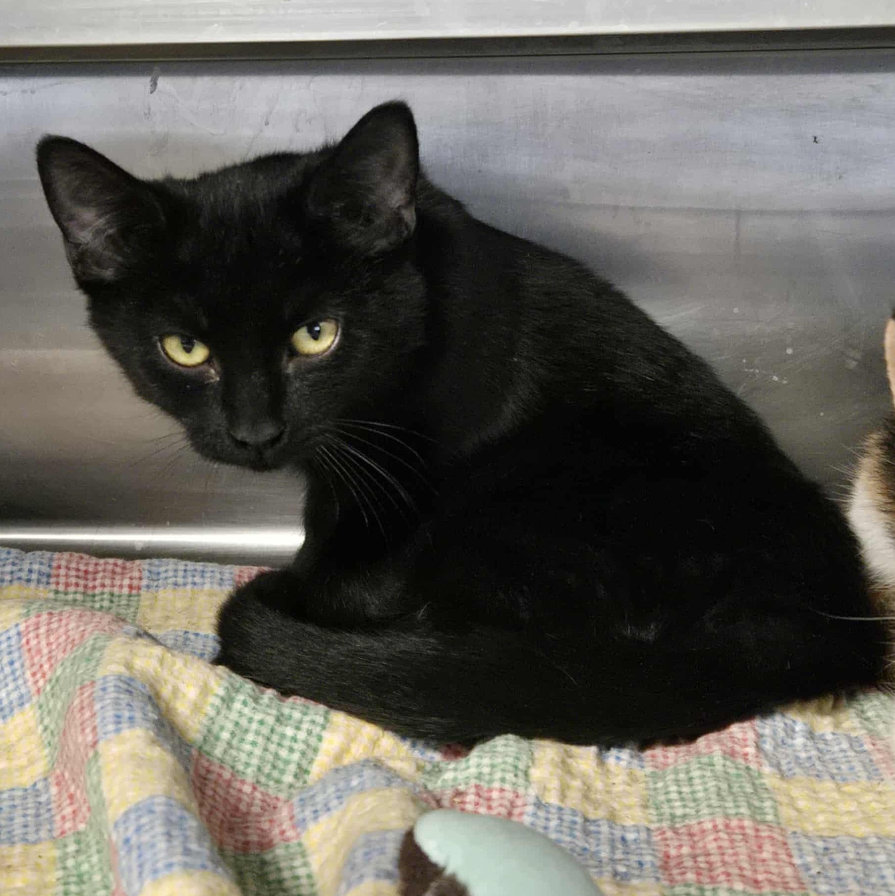 Rozwell, a Adoptable Domestic Short Hair image 3/3