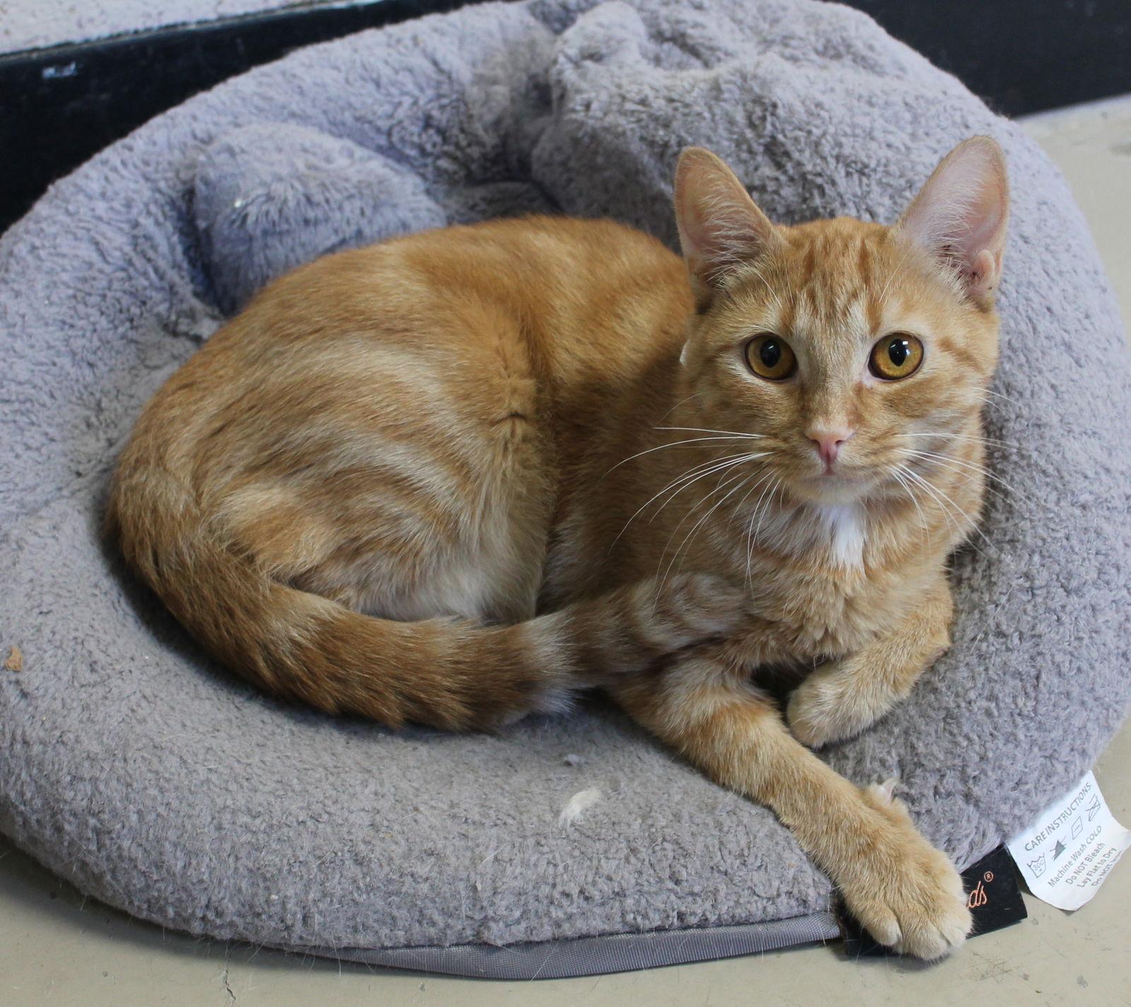 Penny - 42261, Adoptable, Adult Female Domestic Short Hair & Tabby.