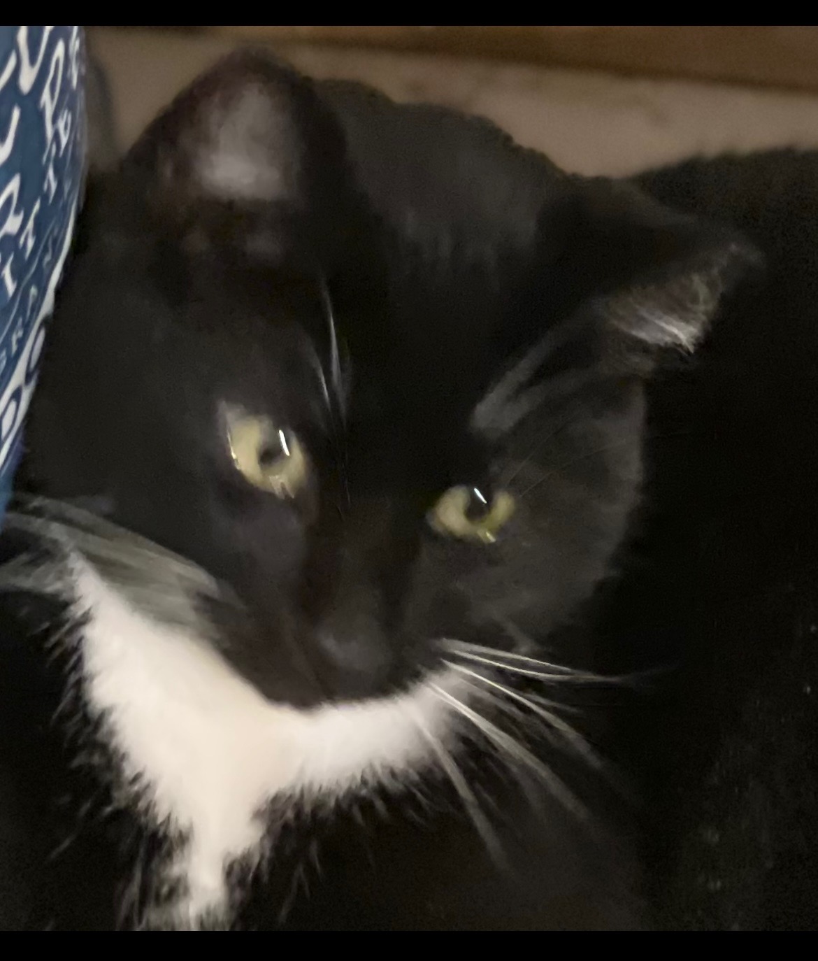 Enlarge Screech (at Petsmart), an adoptable Domestic Short Hair in staten island, NY image 3/4