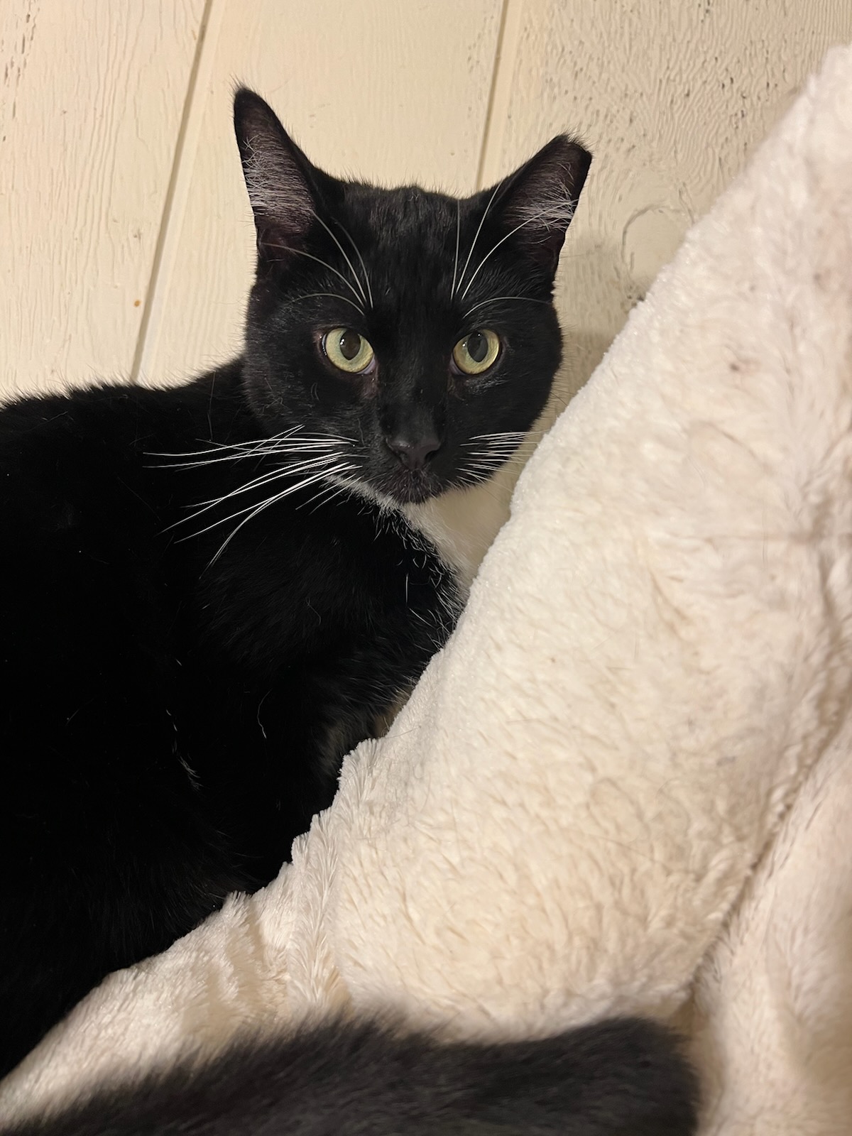 Enlarge Screech (at Petsmart), an adoptable Domestic Short Hair in staten island, NY image 2/4