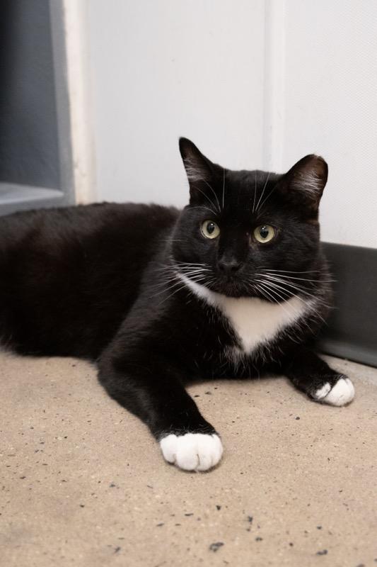 Enlarge Screech (at Petsmart), an adoptable Domestic Short Hair in staten island, NY image 1/5