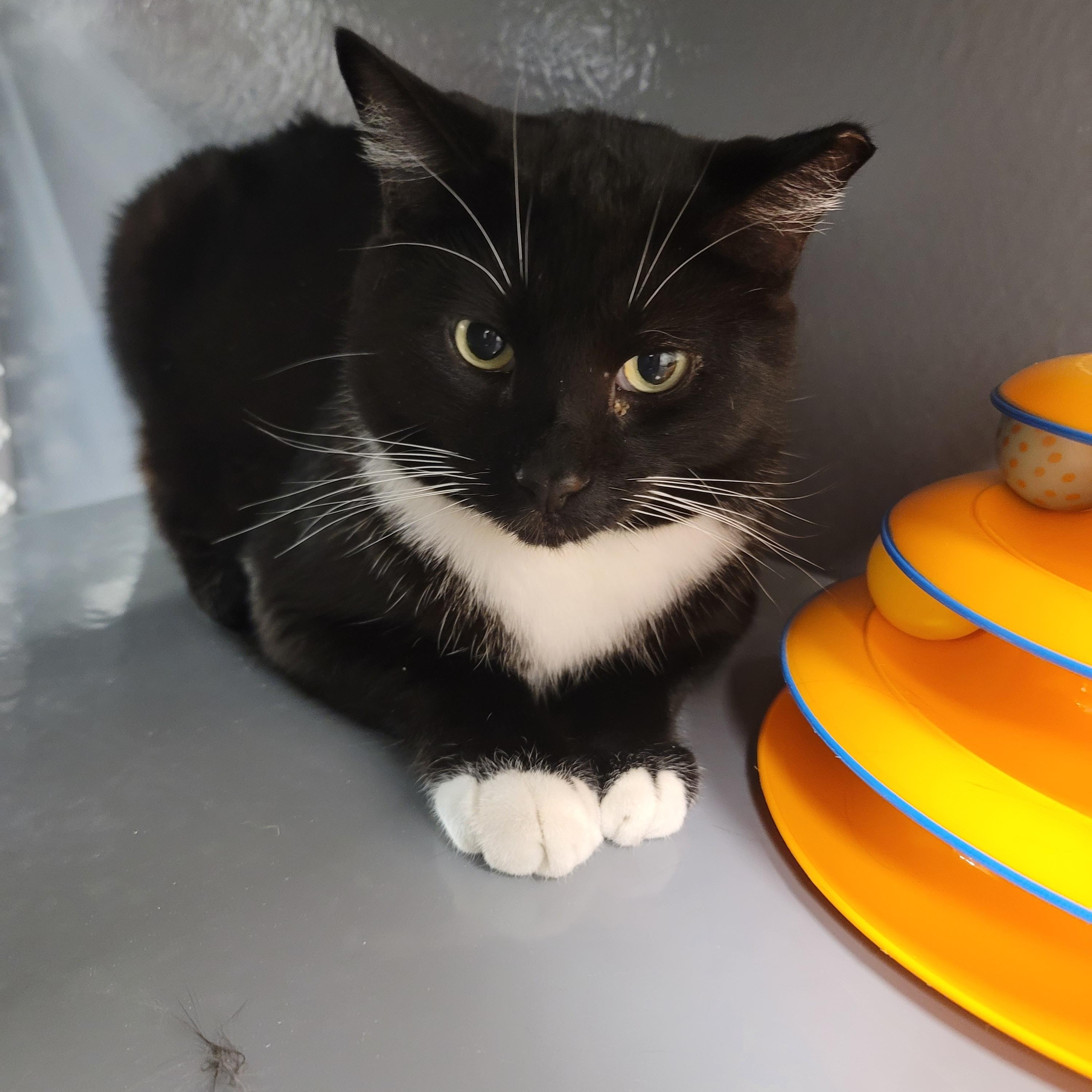 Enlarge Screech (at Petsmart), an adoptable Domestic Short Hair in staten island, NY image 1/4