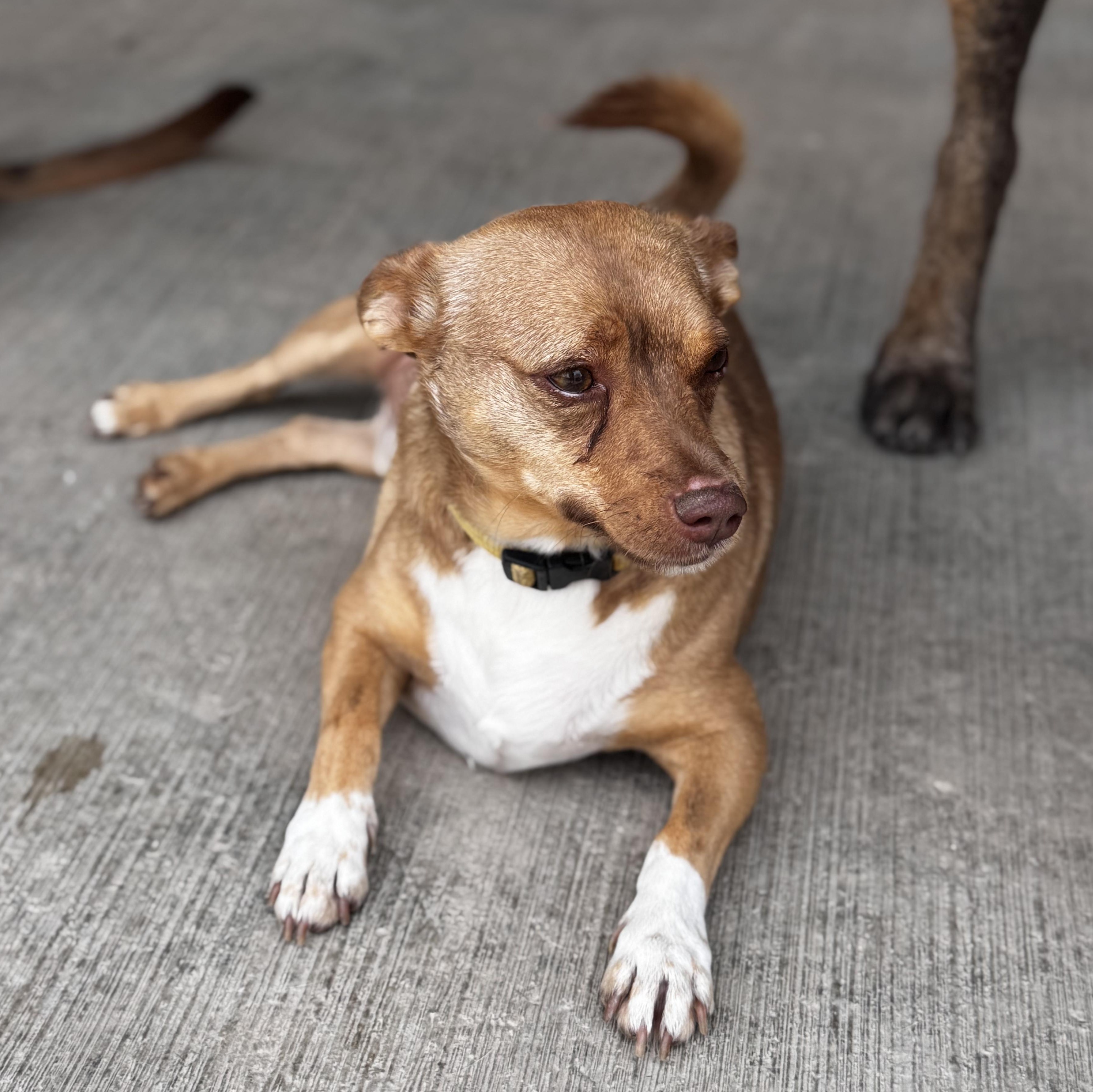 Cheto, a Adoptable Chihuahua in Eau Claire, WI image 4/6