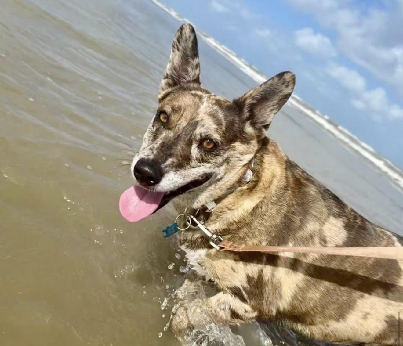 Monet, Adoptable, Young Female Catahoula Leopard Dog.