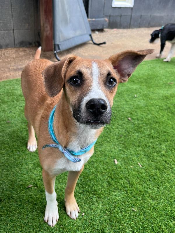 Simba, Adoptable, Young Male Terrier.