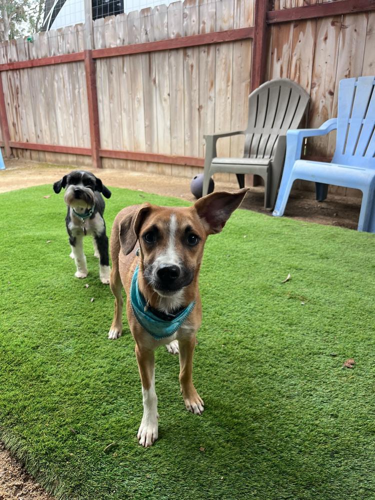 Simba, a Adoptable mixed breed in San Diego, CA image 2/4