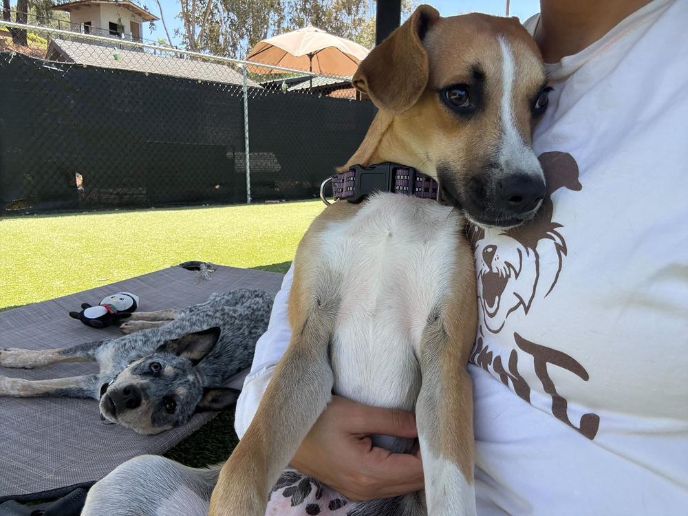 Simba, a Adoptable mixed breed in San Diego, CA image 2/4