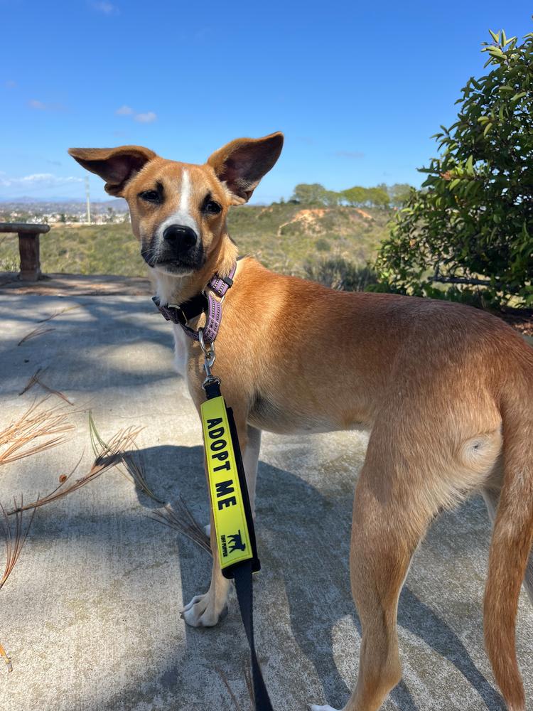 Simba, a Adoptable mixed breed in San Diego, CA image 3/4