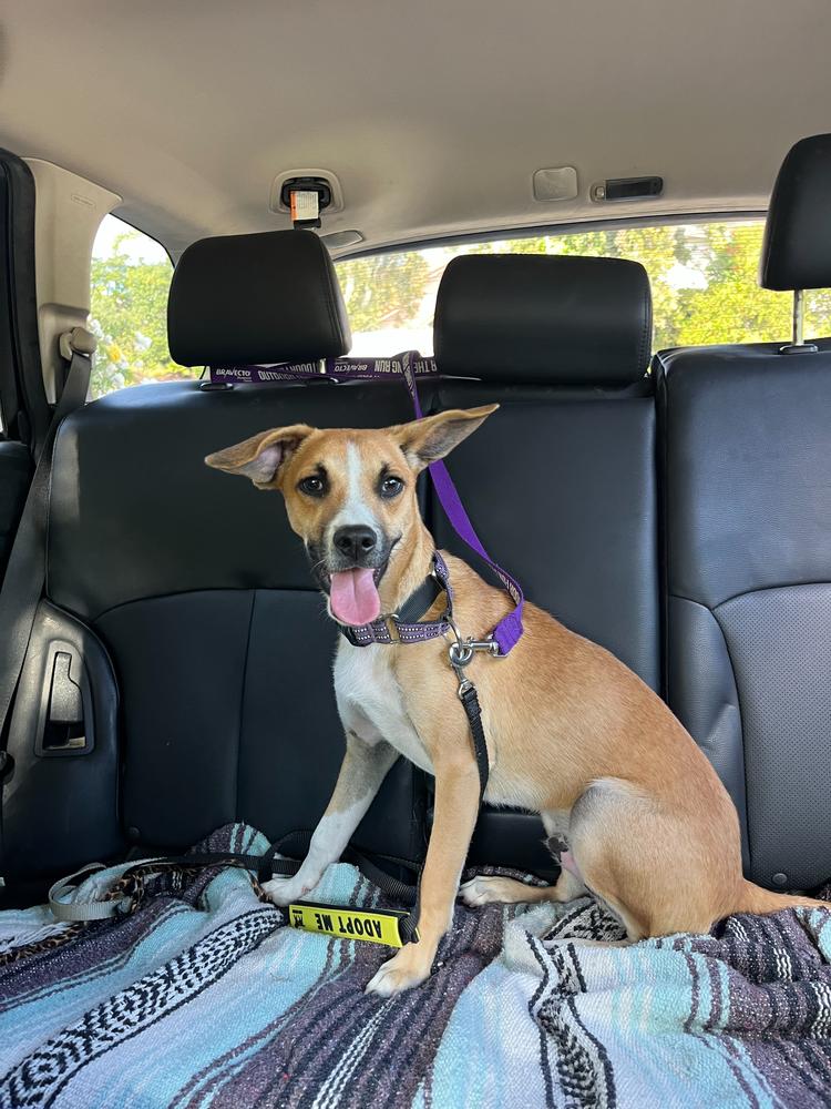 Simba, a Adoptable mixed breed in San Diego, CA image 4/4