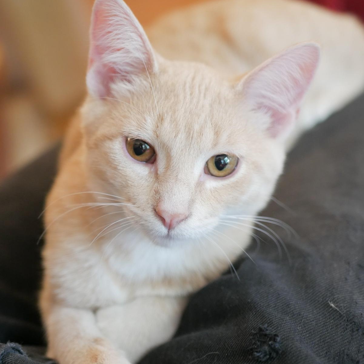 Frankie