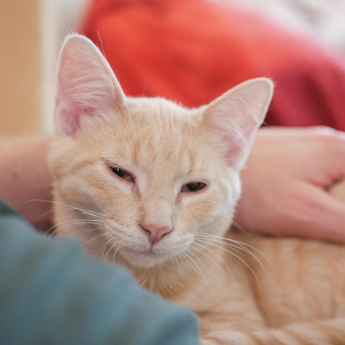 Frankie, a Adoptable mixed breed in Chicago, IL image 2/6