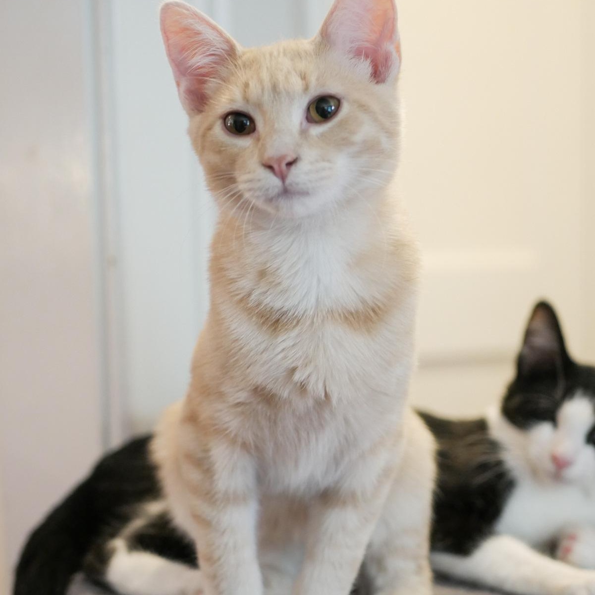 Frankie, a Adoptable mixed breed in Chicago, IL image 3/6