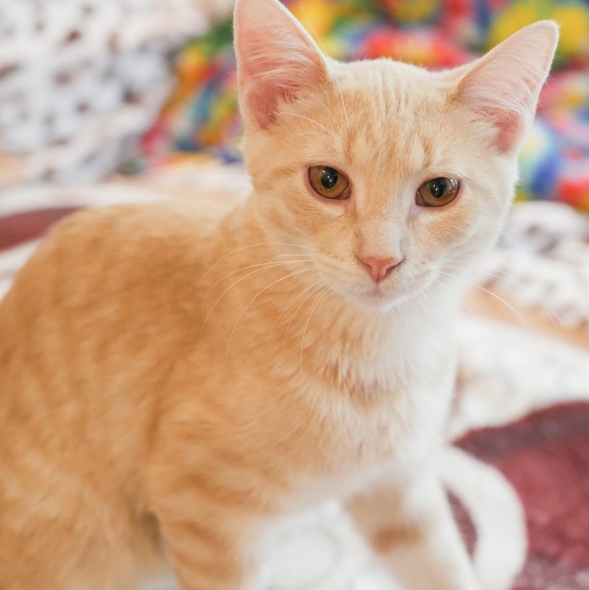 Frankie, a Adoptable mixed breed in Chicago, IL image 4/6