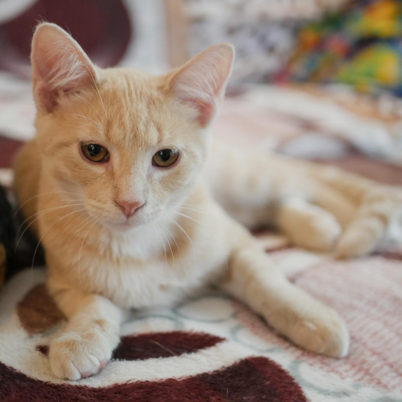 Frankie, a Adoptable mixed breed in Chicago, IL image 5/6