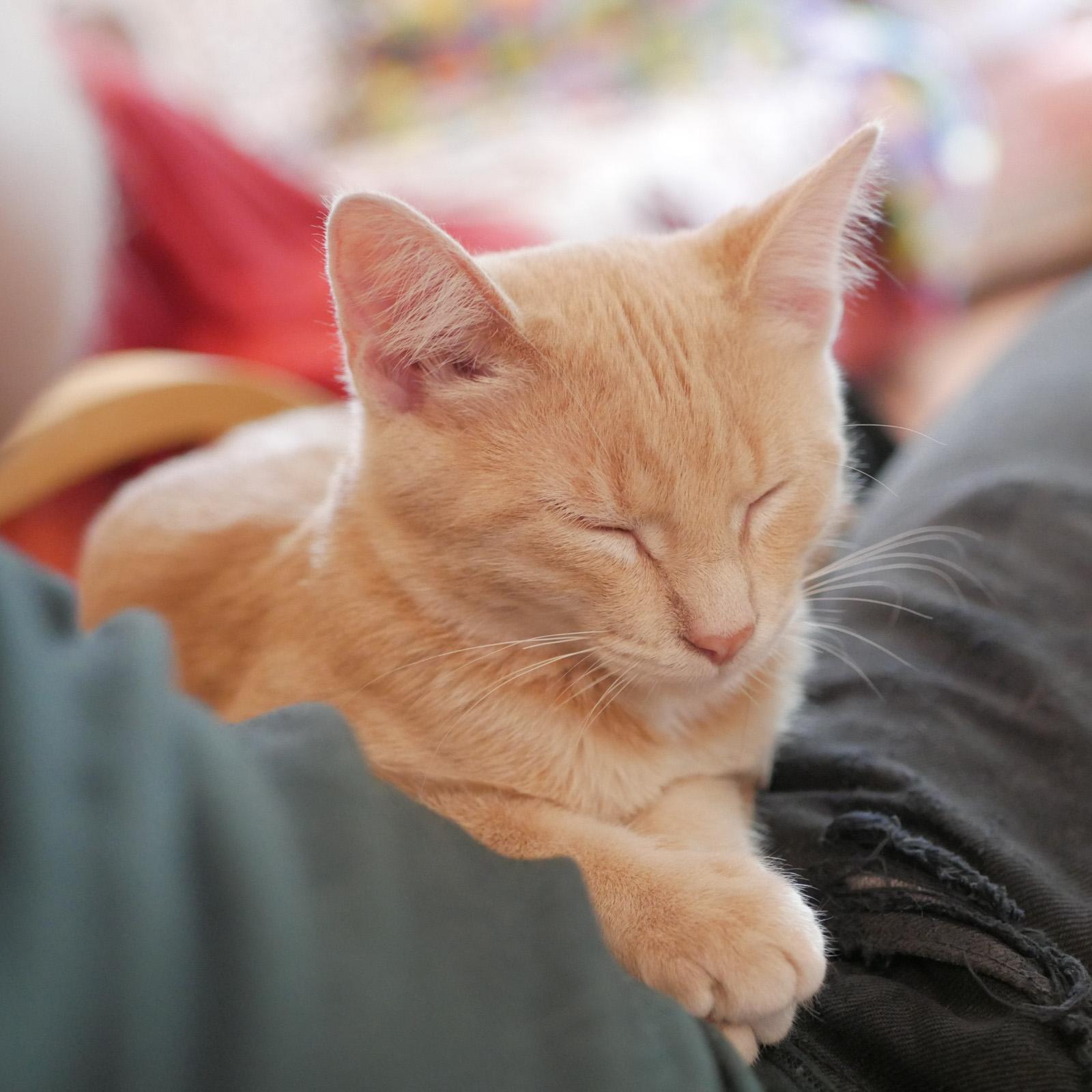 Frankie, a Adoptable mixed breed in Chicago, IL image 6/6