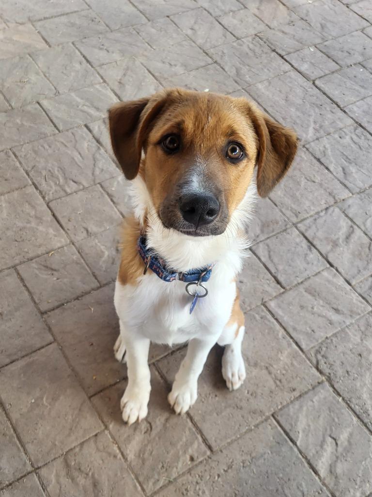 Branch, Adoptable, Puppy Female Collie & Shepherd.