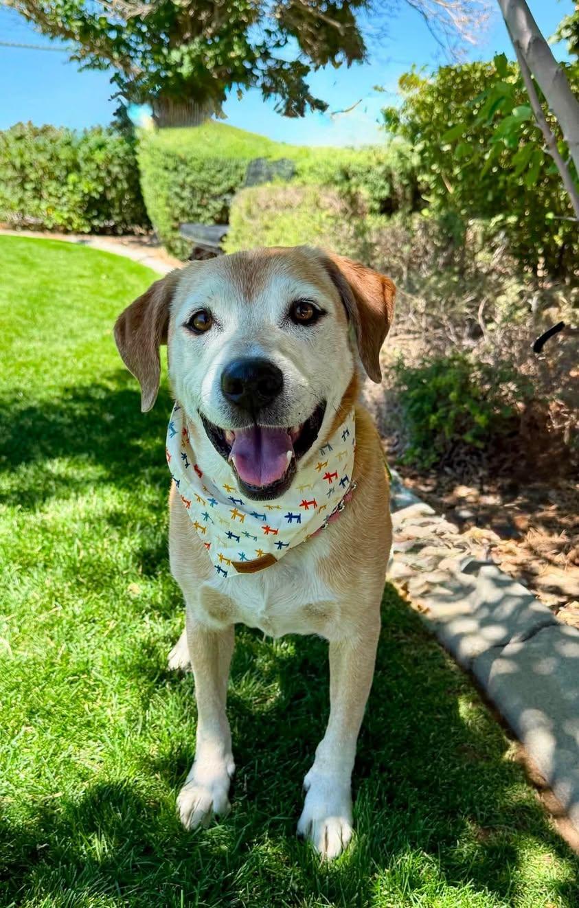Scooby, ADOPTABLE, Senior Male Labrador Retriever.