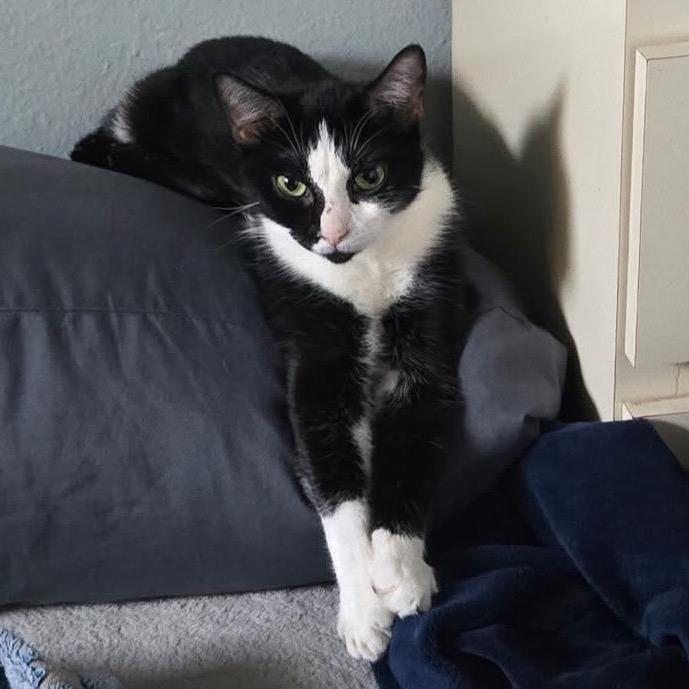 Enlarge Mia, a Adoptable Domestic Short Hair in Titusville, FL image 1/4