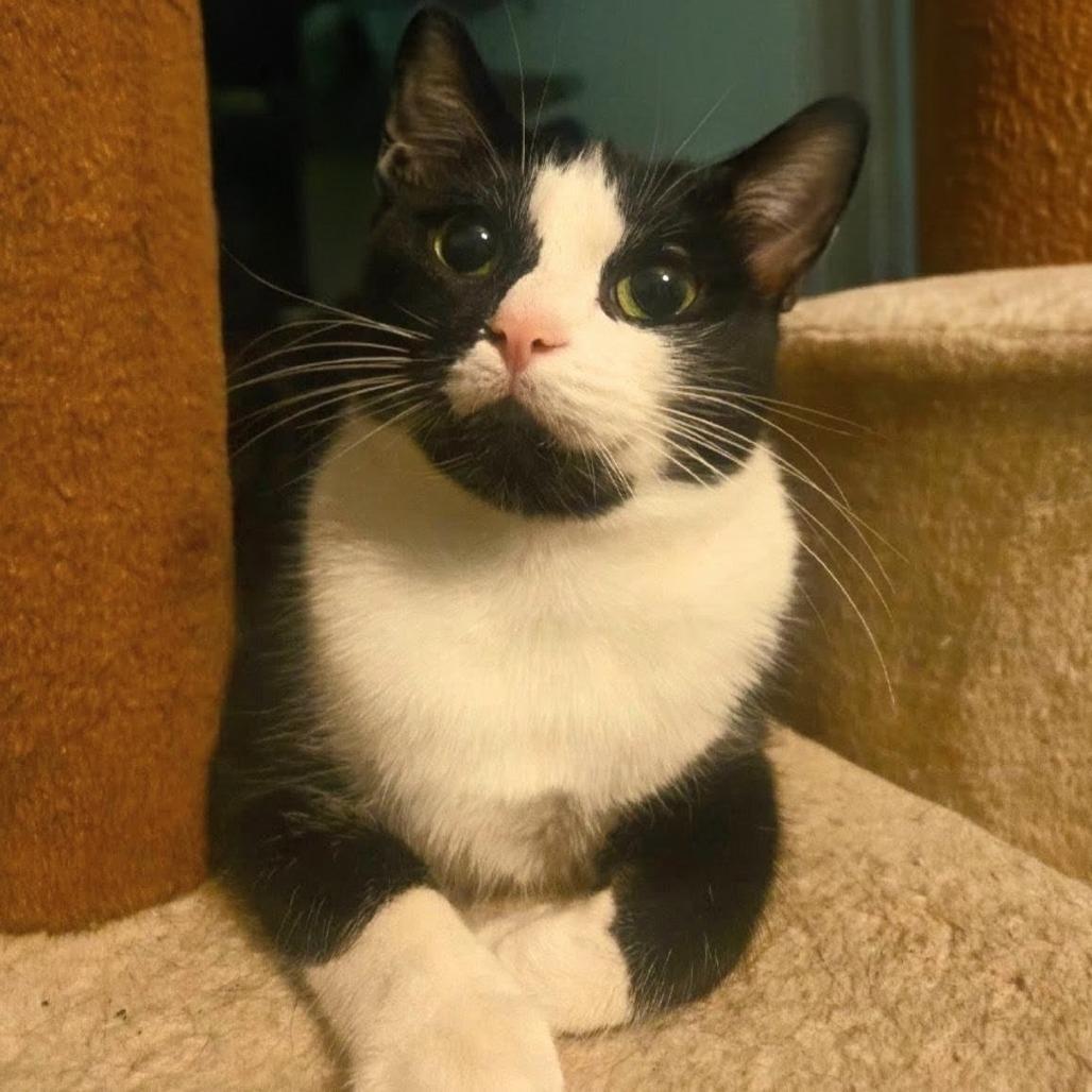 Enlarge Mia, a Adoptable Domestic Short Hair in Titusville, FL image 2/4