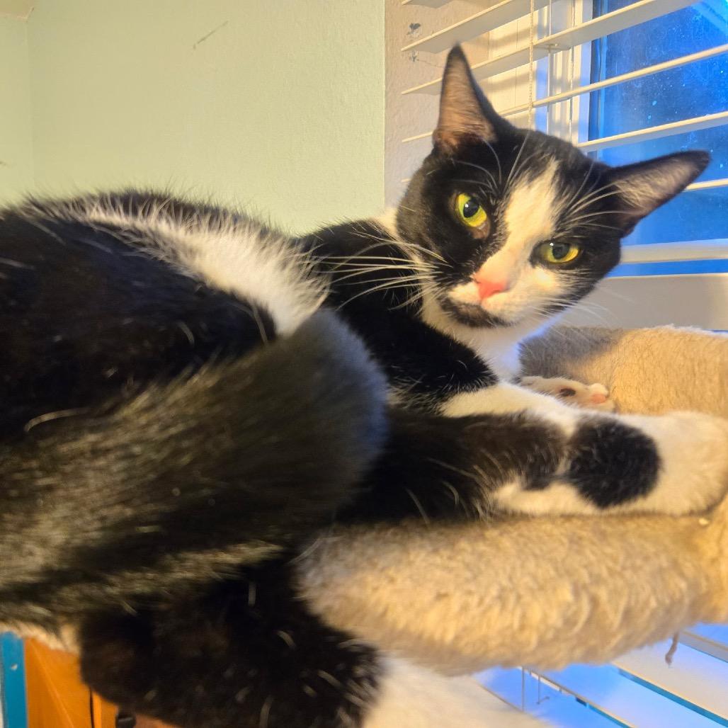 Enlarge Mia, a Adoptable Domestic Short Hair in Titusville, FL image 3/4