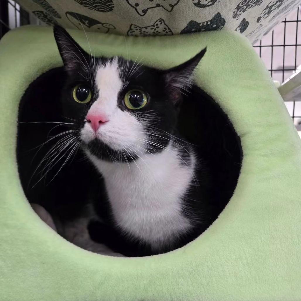 Enlarge Mia, a Adoptable Domestic Short Hair in Titusville, FL image 4/4