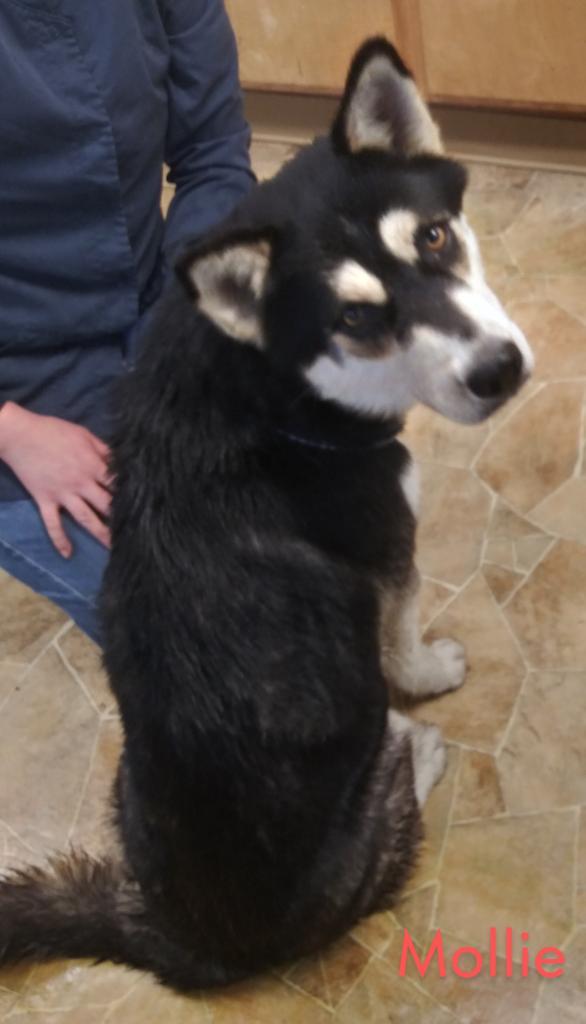 Enlarge Mollie, a Adopted mixed breed in Mena, AR image 1/3