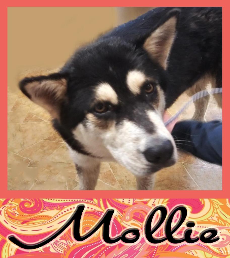 Enlarge Mollie, a Adopted mixed breed in Mena, AR image 2/3