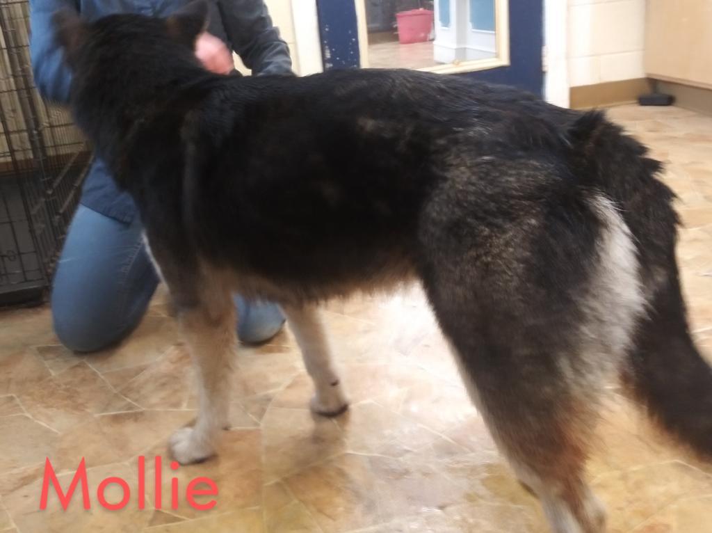 Enlarge Mollie, a Adopted mixed breed in Mena, AR image 3/3