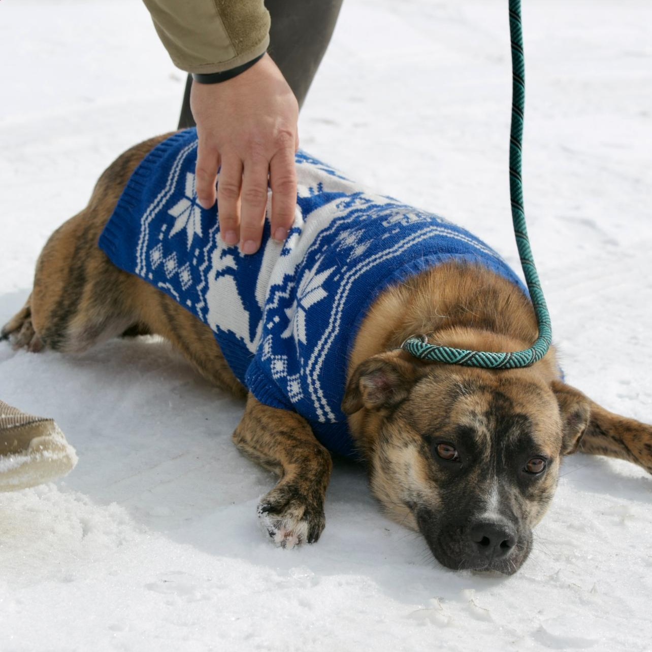 Deacon, Adoptable, Young Male Mixed Breed & German Shepherd Dog.