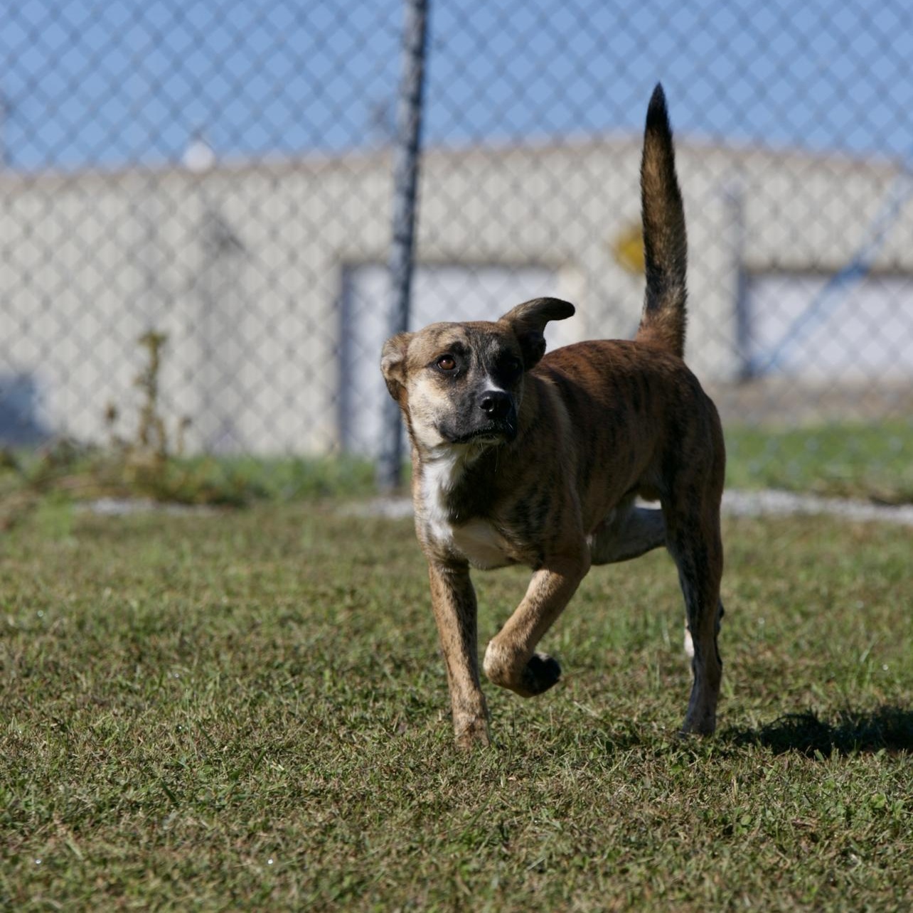 Enlarge Deacon, a Adoptable mixed breed in Mount Sterling, KY image 4/4