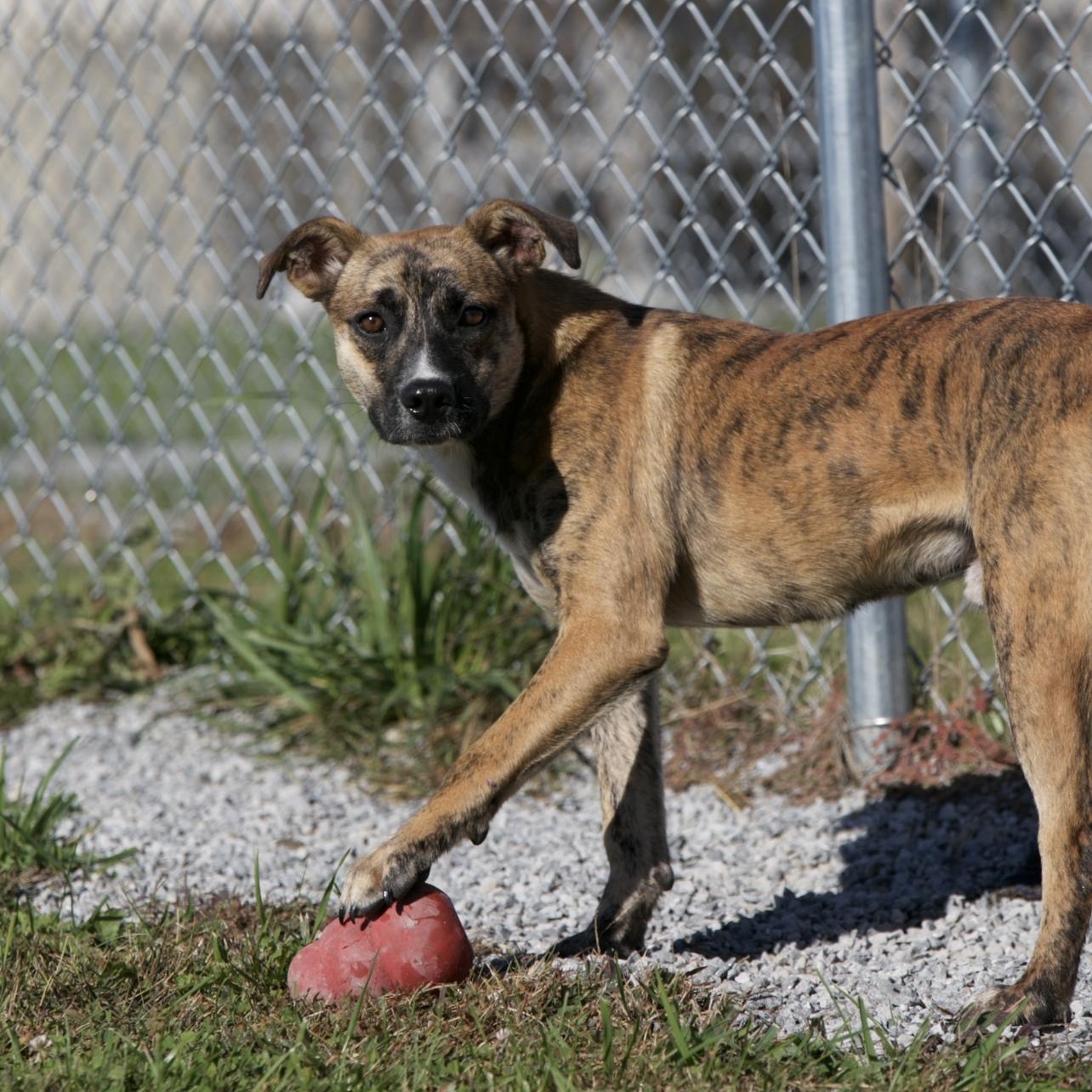 Deacon, Adoptable, Young Male Mixed Breed & German Shepherd Dog.