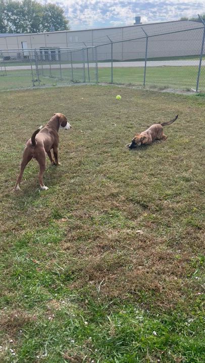 Enlarge Deacon, a Adoptable mixed breed in Mount Sterling, KY video 2/4