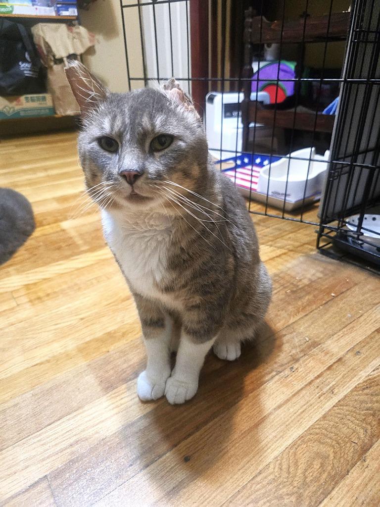 Mufasa, Adoptable, Adult Male Domestic Short Hair.
