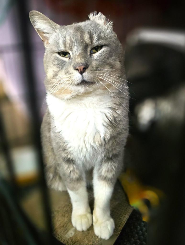 Enlarge Mufasa, a Adoptable mixed breed in Pawtucket, RI image 2/6