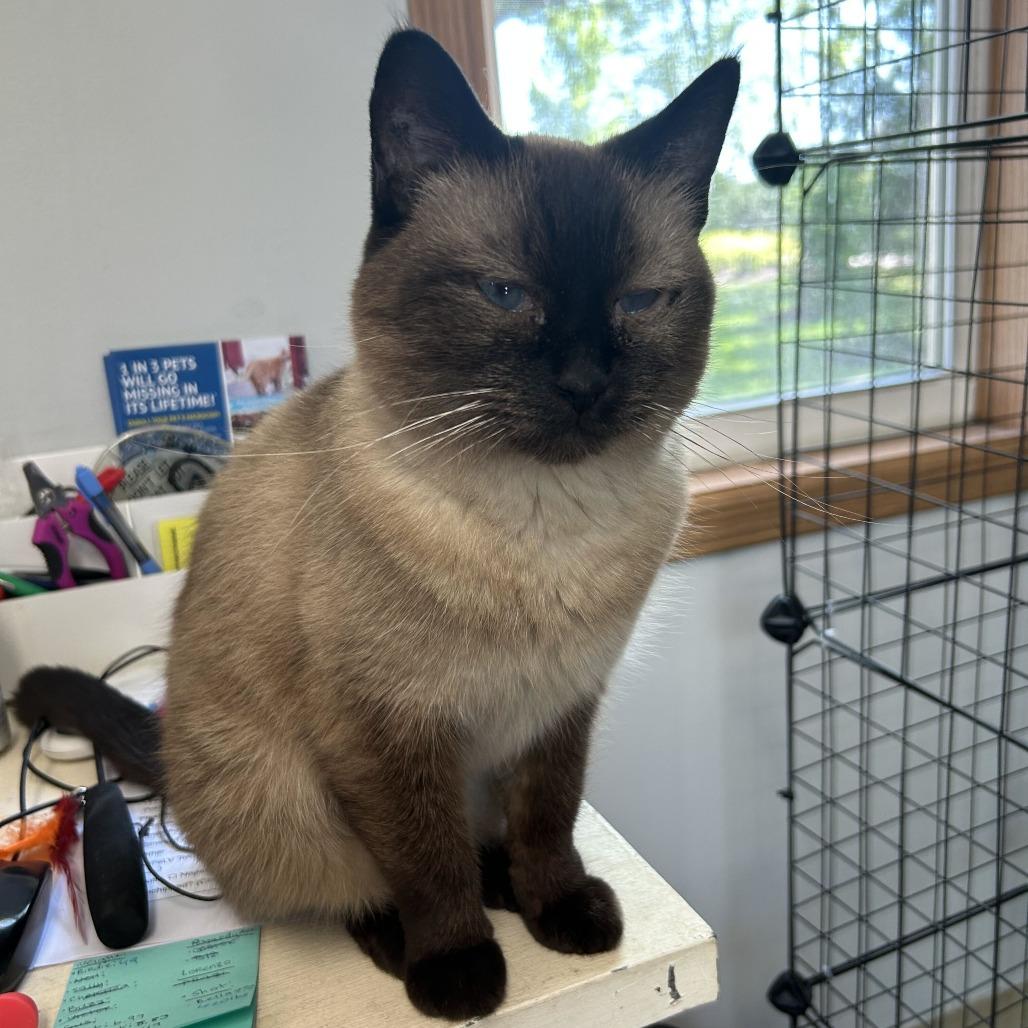 Enlarge Chilis, a Adoptable Siamese in Muncie, IN image 1/4