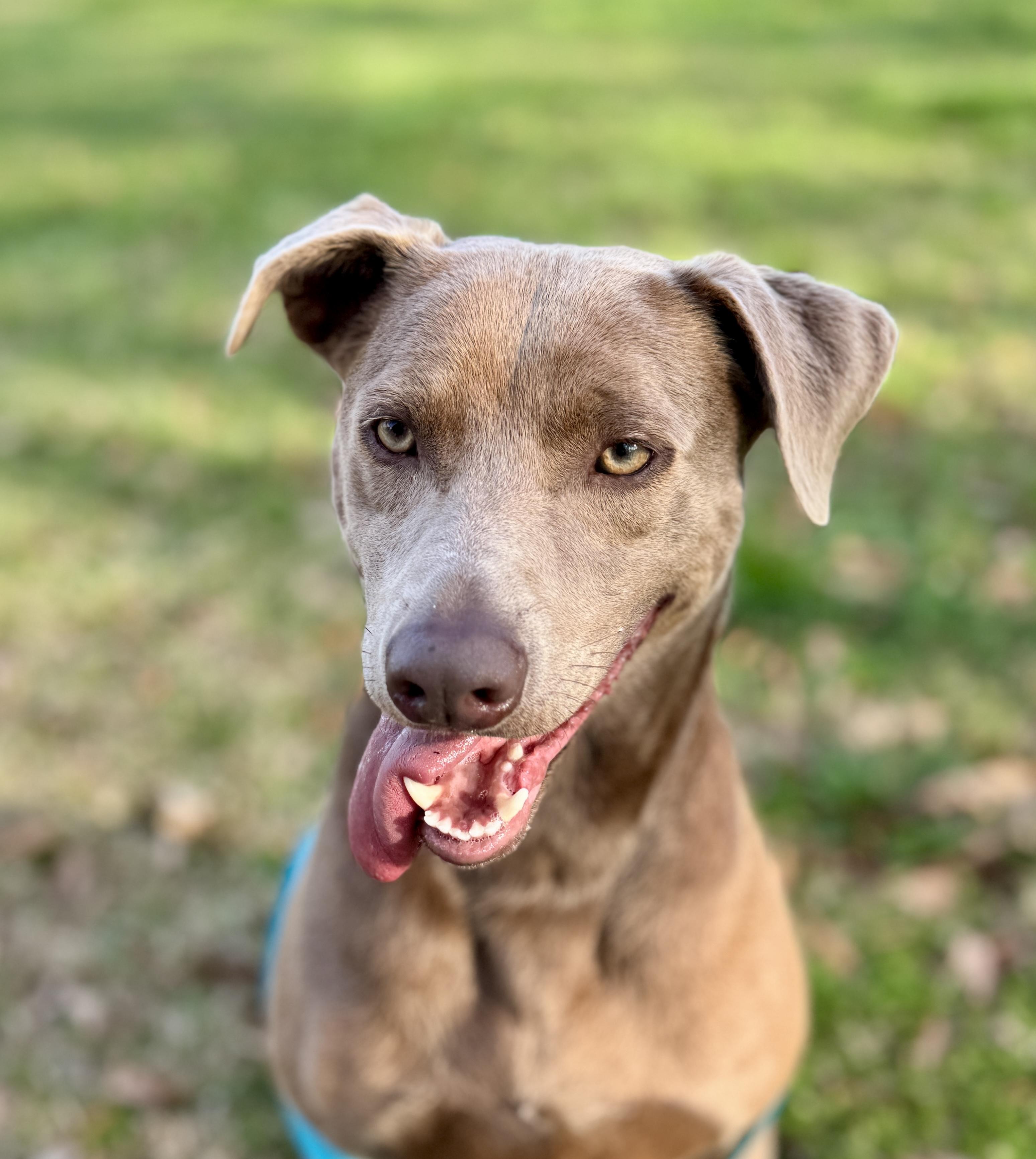 Enlarge Toby, a Adoptable mixed breed in Newtown, CT image 4/6