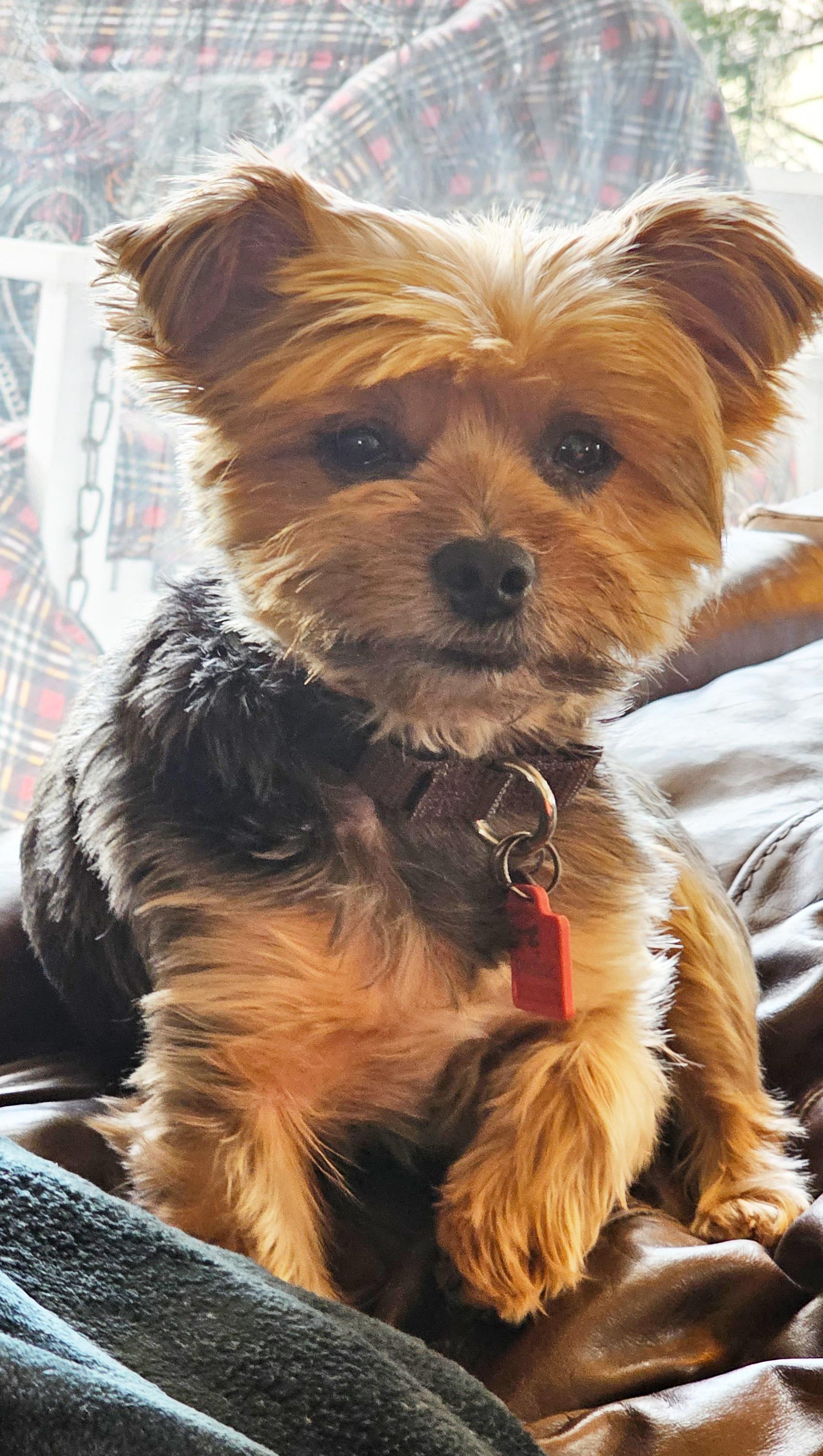Chip, a Adopted Yorkshire Terrier in Troy, MI image 1/4