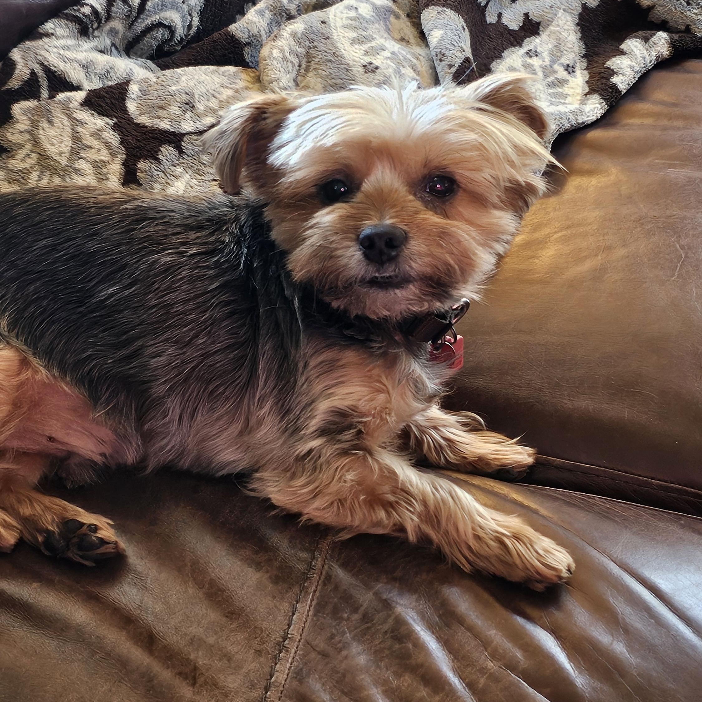 Chip, a Adopted Yorkshire Terrier in Troy, MI image 2/4