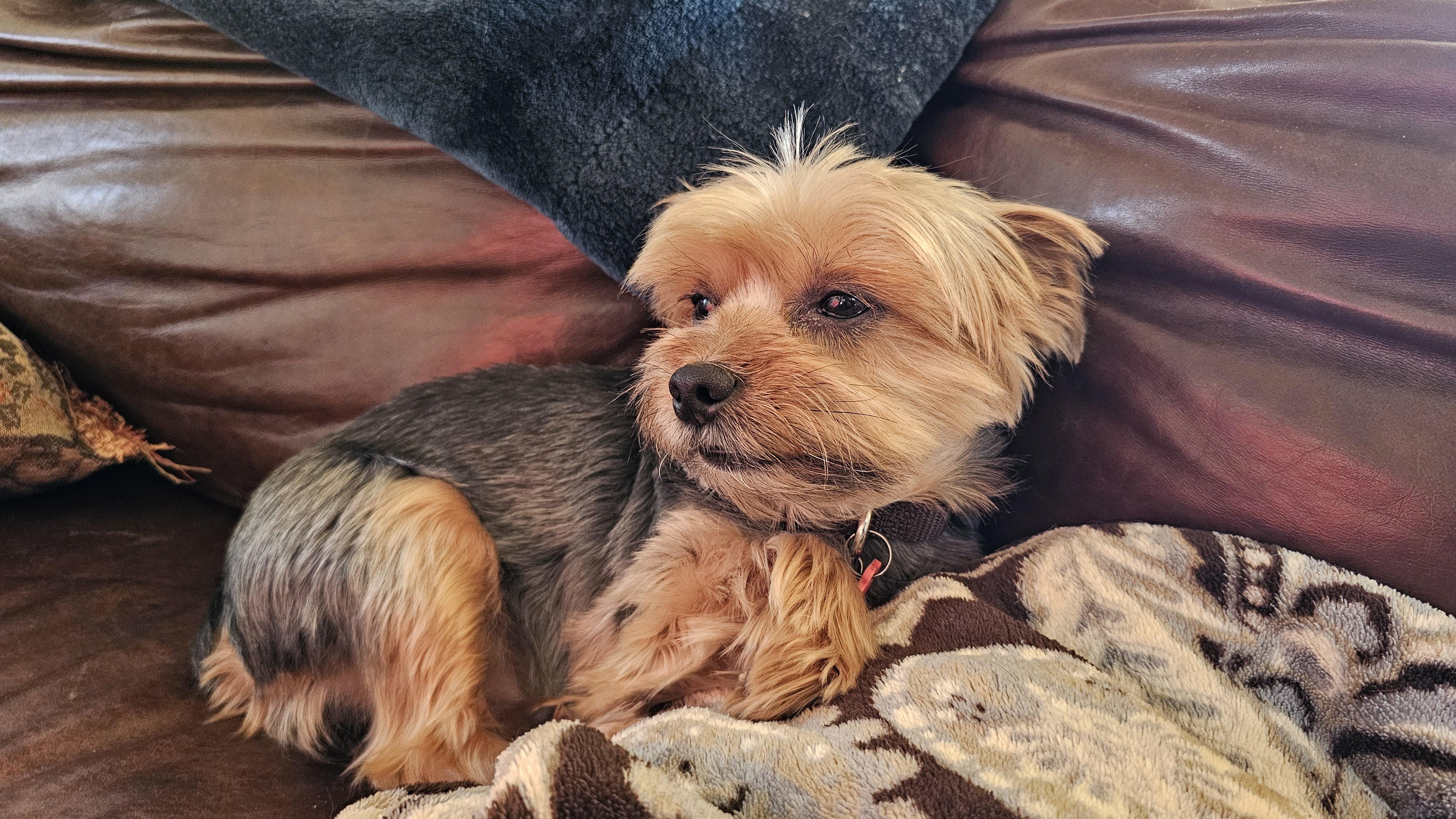 Chip, a Adopted Yorkshire Terrier in Troy, MI image 4/4