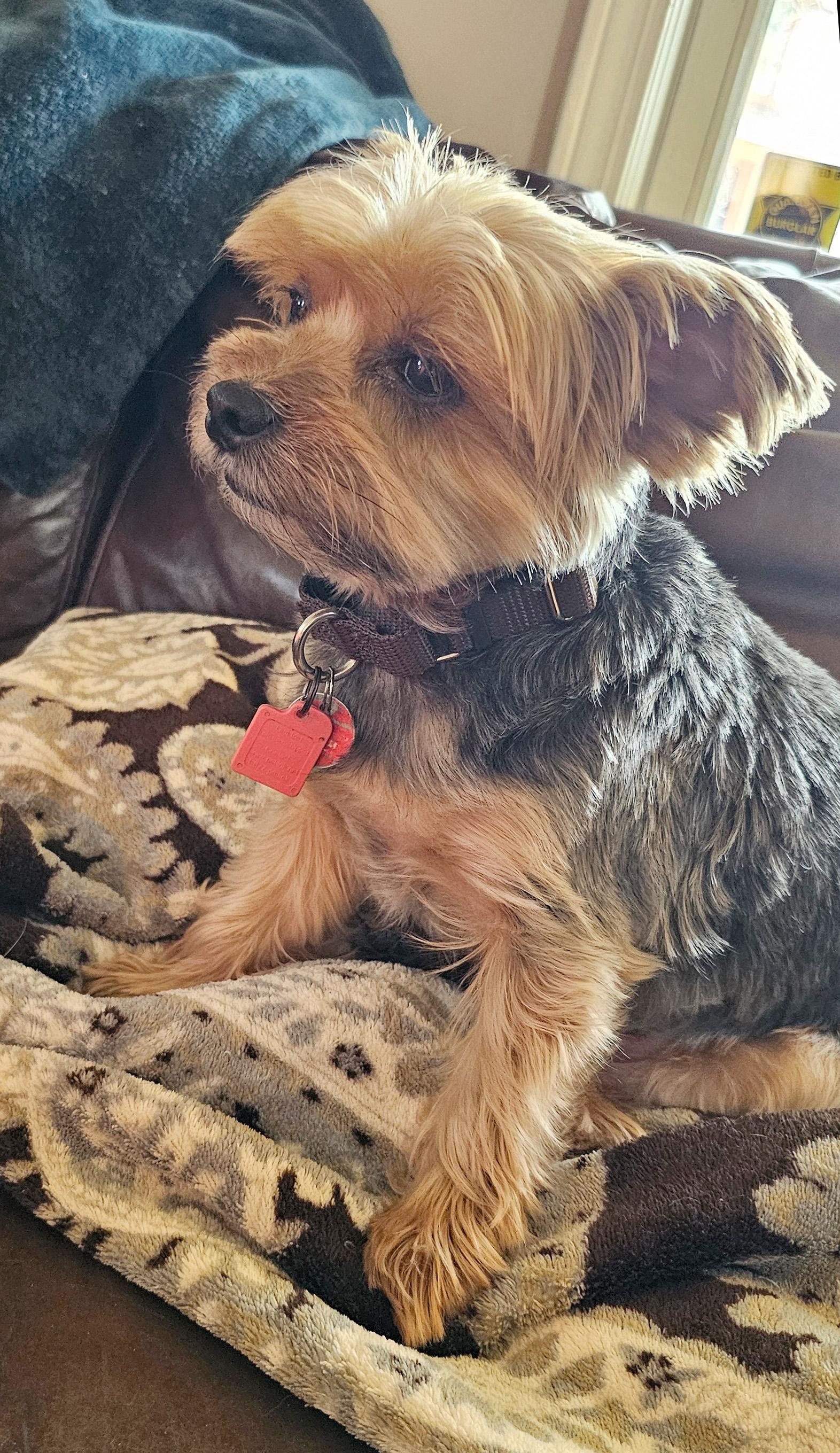 Chip, a Adopted Yorkshire Terrier in Troy, MI image 3/4