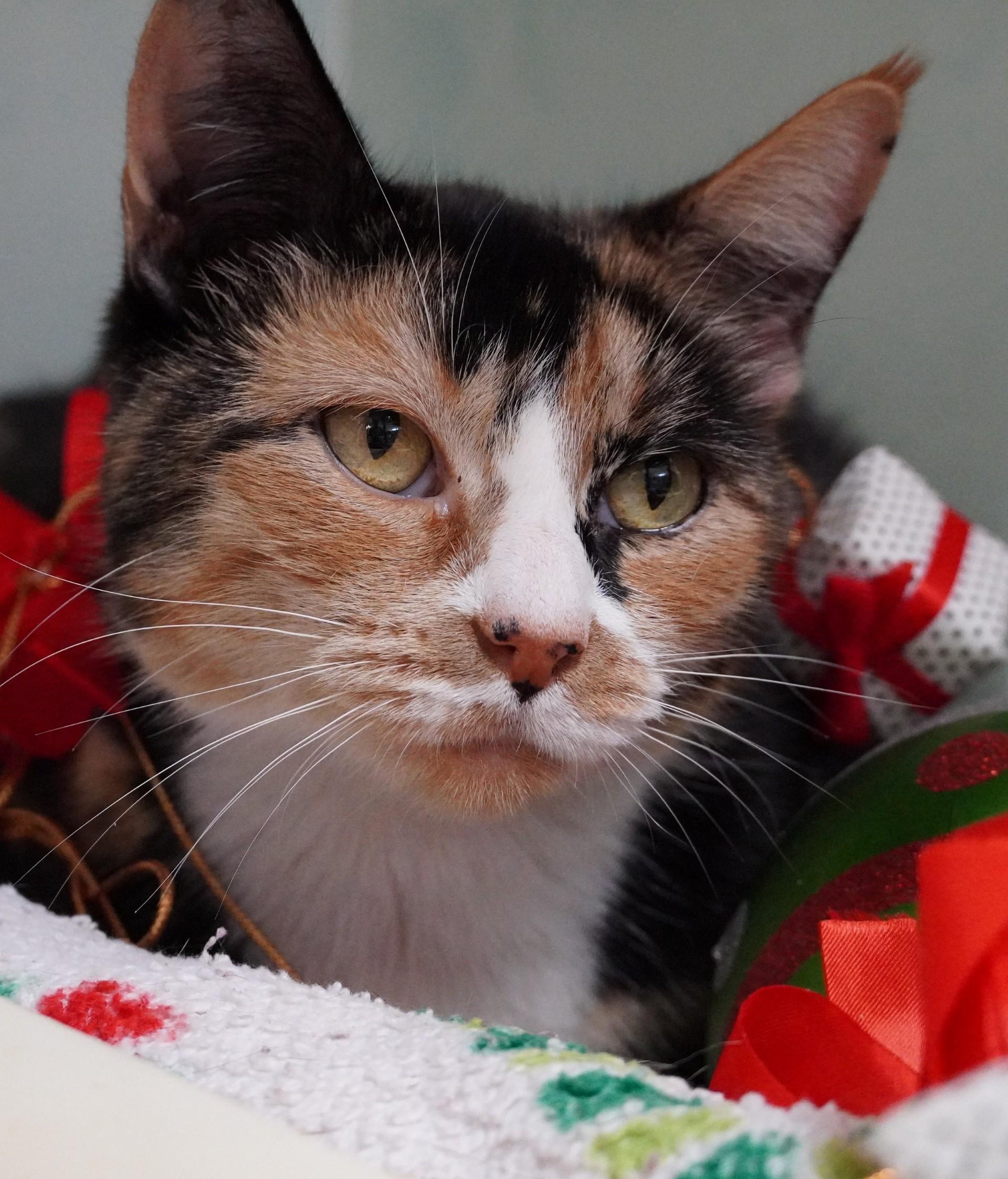 Goldilocks, Adoptable, Adult Female Domestic Short Hair.