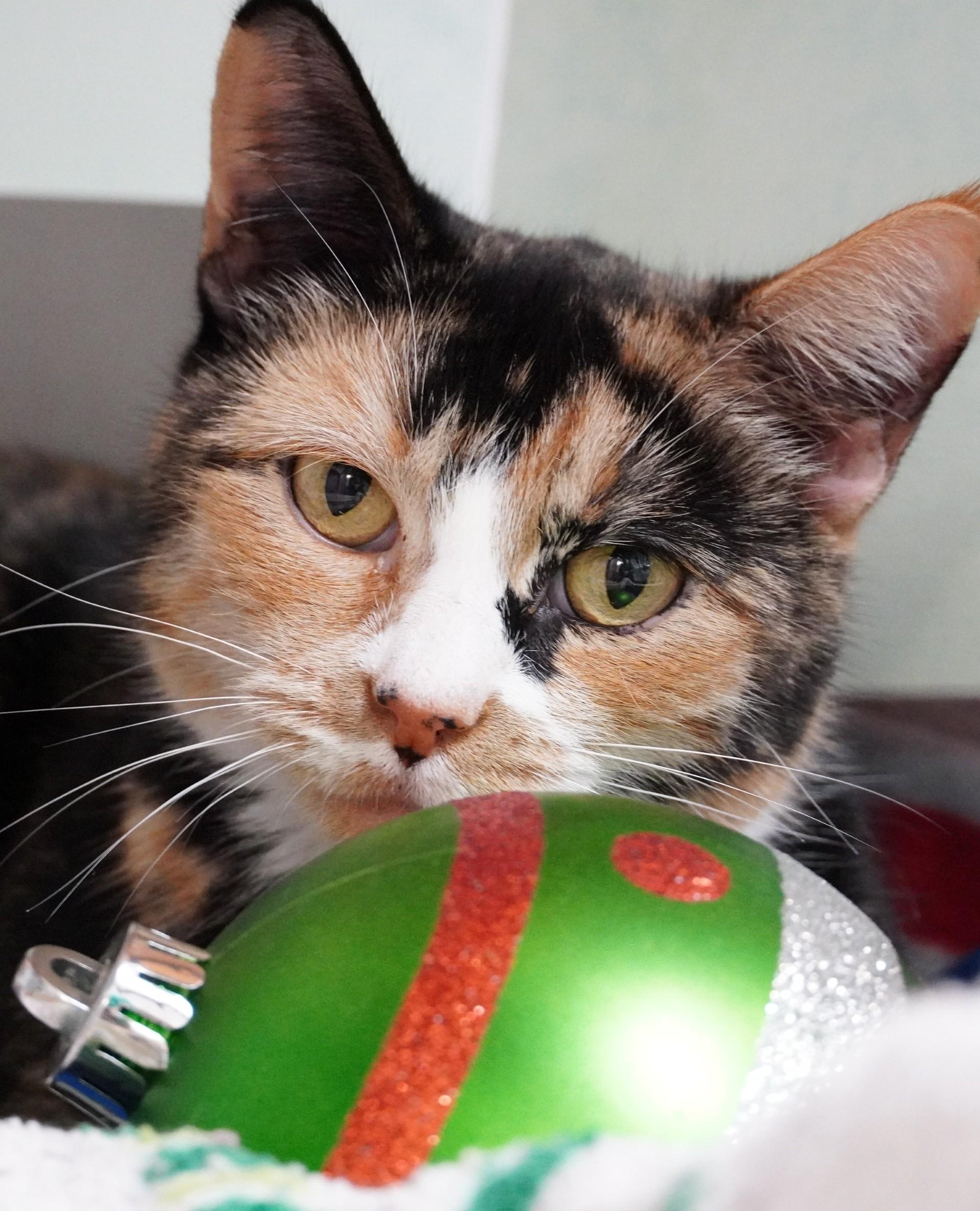 Goldilocks, a Adoptable mixed breed in Grants Pass, OR image 2/3